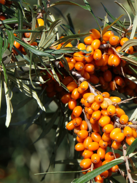 sea buckthorn for anti ageing