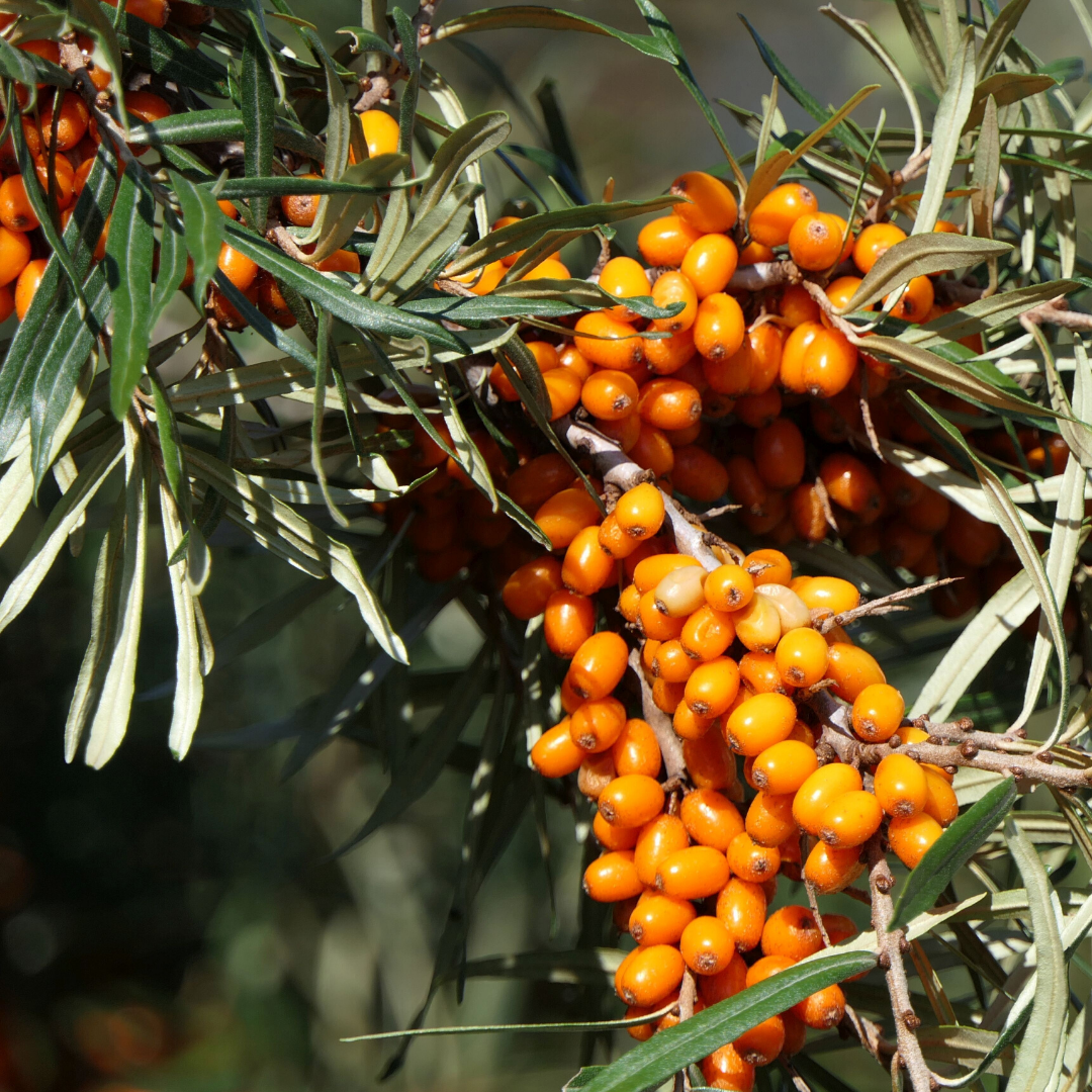 sea buckthorn for anti ageing