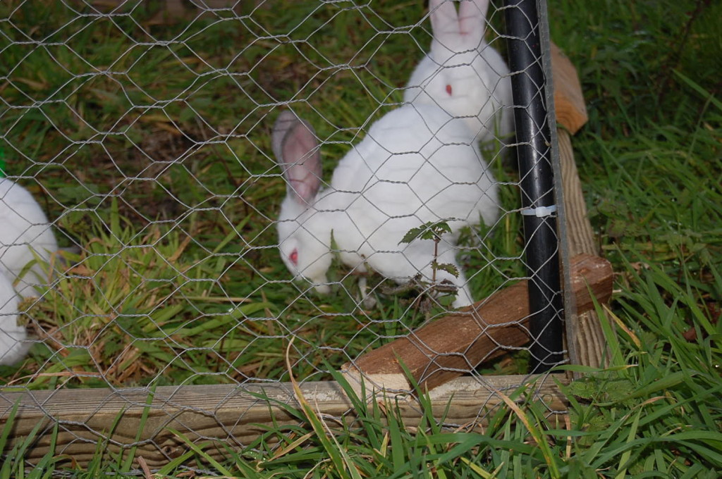 Rabbits Relaxing in our Coney-Garth – Dorset Forest Garden